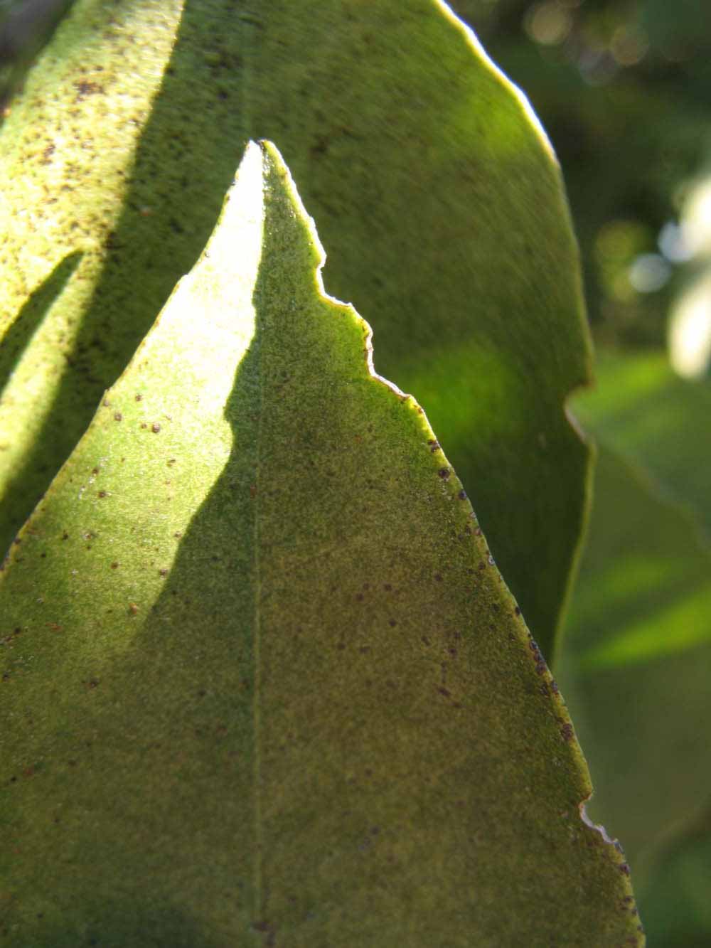              Margin (Winter Haven, FL)       